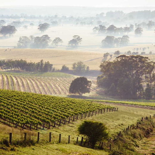 NSW | The Birthplace of Australian Wine