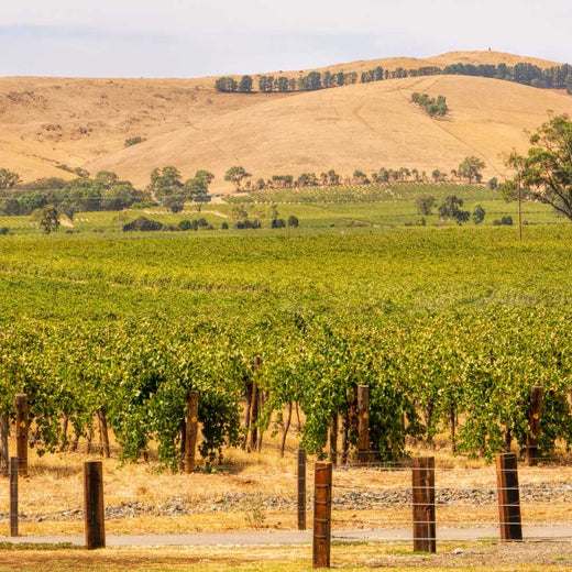 barossa shiraz wine in australia