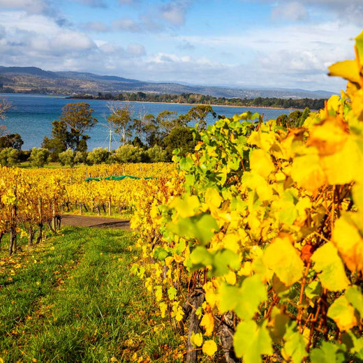 coal river valley vineyard in Hobart, Tasmania