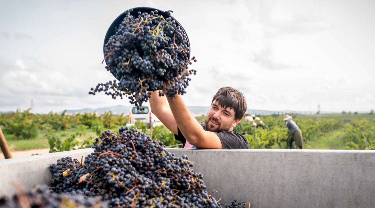 Dynamic Wine Varieties & The Places they Thrive