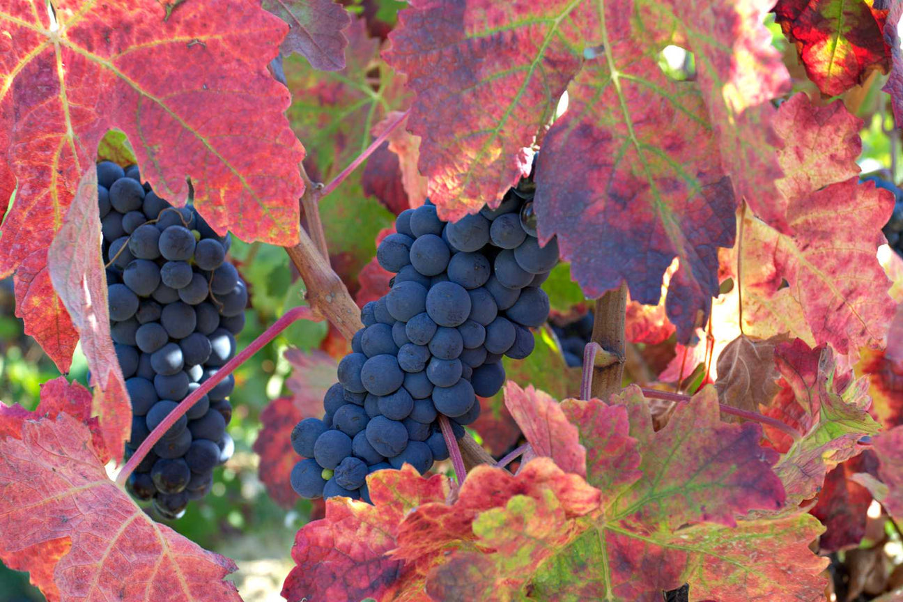 Red Wine Tannins Explained: What They Are and How They Affect Taste
