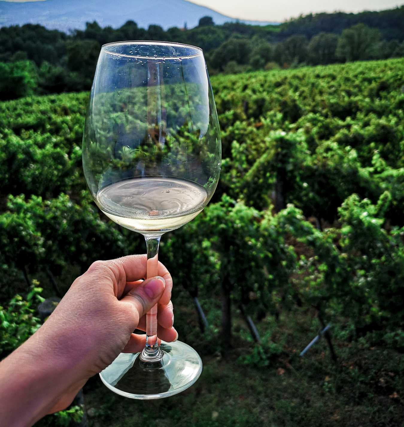 Discover The World Of Biodynamic Winemaking | The Wine Collective